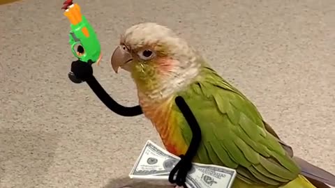 funny parrot