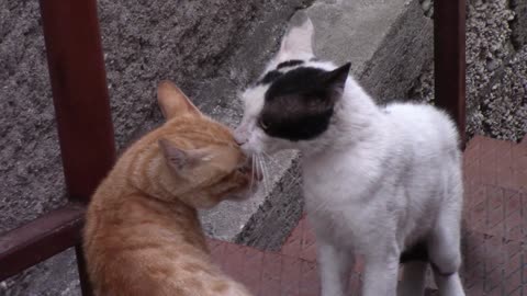 Aggressivesion cats