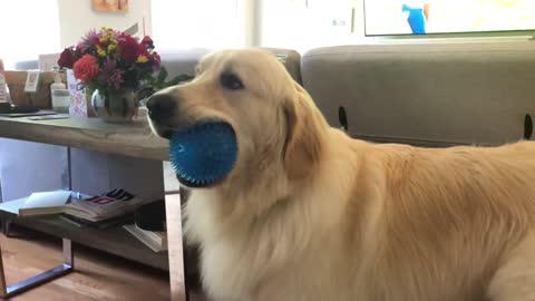 Dog playing with Squeaky Ball