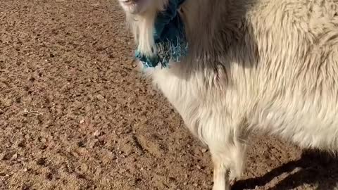 Cool goat