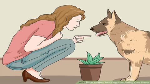 Stop Your Dog from Eating Plants