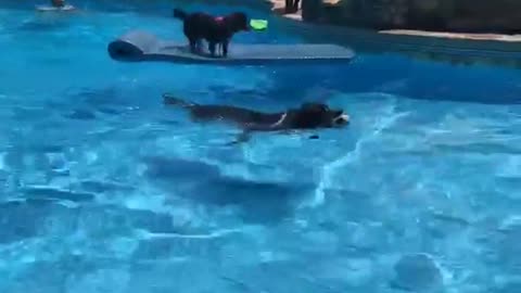 Black dog sits blue pool floatie and other dog jumps at him