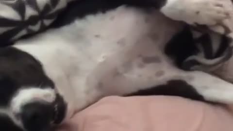 Drowsy Pit bull shows off his superior sleeping skills