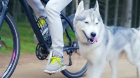 Beautiful Dog Running With Cycling
