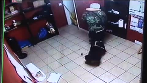 Rottweiler helps owner to disarm robber of a Jewelry Store !