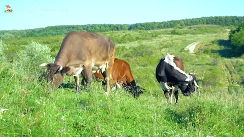 Charming Animal Melodies: Dog, Cat, Chicken, Elephant, Cow, Tortoise - Cute Animal Sounds