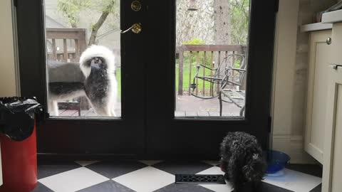 Husky opens the door