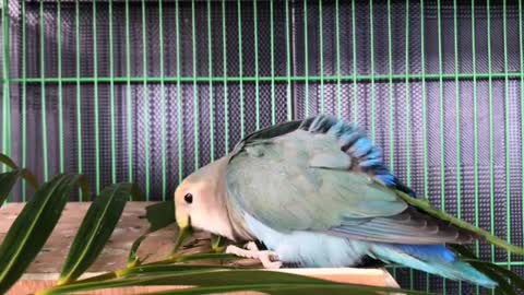 Talking Parrot Algrow plays tune on piano Einsteinparrot, Parrots