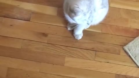 Look How This Cat Is Following Her Momy