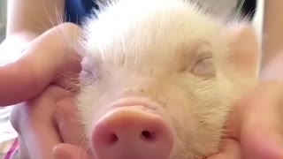 The owner plays with purple lips of the sleepy piglet