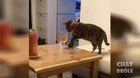 funny video of cat and dog 1