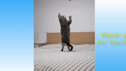 when a cat trying to catch a ball 🏀 | wild creature| animals| news