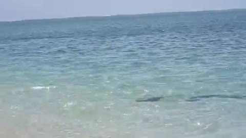 Shark_vs_Stingray_on_the_Great_Barrier_Reef