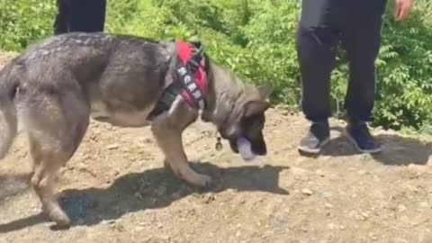 Smart and adorable dog is gracefully dancing