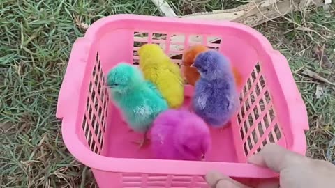 "Petualangan Menangkap Ayam Lucu dan Hewan Berwarna Warni di Kebun Saya!"