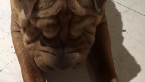 Wrinkly dog on tile floor tries to roll over but can't