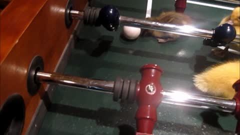 Adorable baby ducklings show off their foosball skills