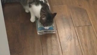 Grey and white cat plays with package of catnip on wood floor falls down