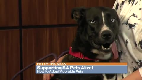 Meet Rosie- Our Pet of the Week