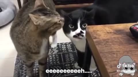 Cats talking !! Cats can speaking English better than people.