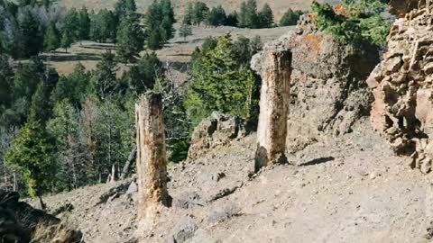 Mount St Helens Petrified Trees AND Upright Floaters CATASTROPHE NOT MILLIONS OF YEARS