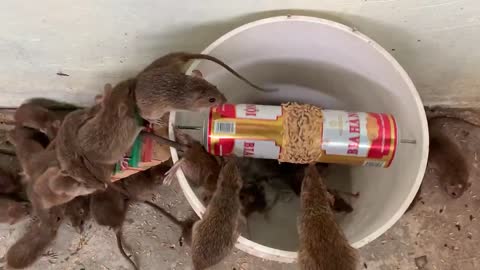 Como fazer uma armadinha para Ratos #Viral