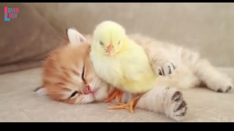 So cute😘cat and Hen baby video