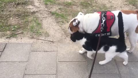 Friendly feline can't get enough of bulldog companion