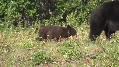 Mama bear and her cub eating flowers