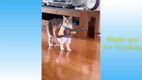 Top Funny Cat Videos Of The Weekly - Try Not To Laugh 17 | Pets Garden