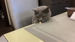 Cat steals food😂