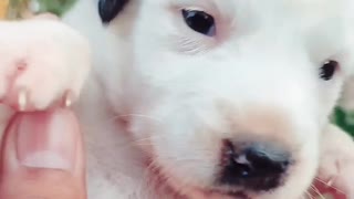 Cute Puppy