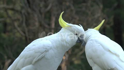 white birds caressing each other on zoom