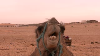 camel shows off his teeth on camera
