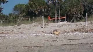 Turtle Crawls into Ocean in broad daylight