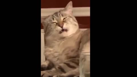 Funny cat, Wen own cat sneezing