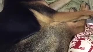 German shepherd annoyed at woken up on couch