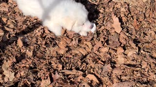 Happy Puppy Playing Leaves