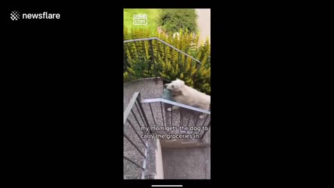 Hard-working golden retriever dog from Canada helps owner bring the groceries in