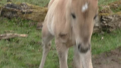 Happy wild foal jumps for joy in glorious slow motion