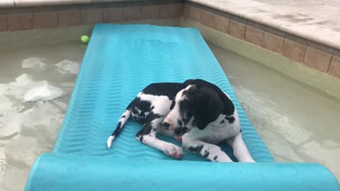 Great Dane Puppy Loves Playing On Pool Floatie Lilo