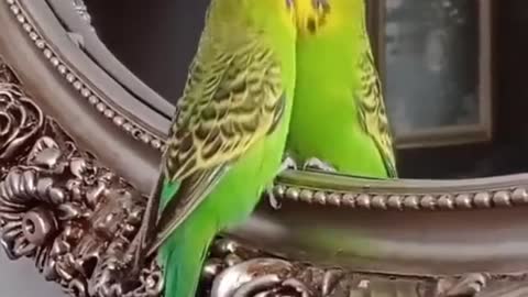 Funny stupid birds video