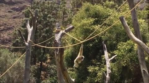 CUTE GIBBONS PLAYING & CLIMBING