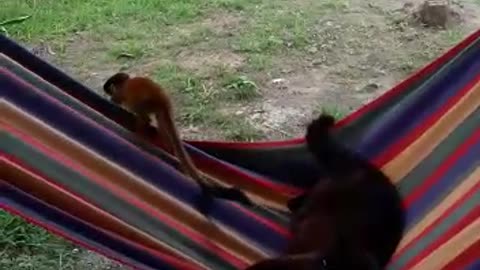 Squirrel Monkey and the Royal Cat on a hammock