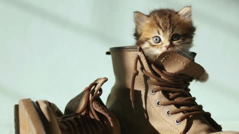There's a Kitten in my Boot! | Cute Animals