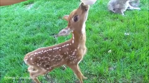 Baby deer (pawn) jumping and hopping -cutest compilation