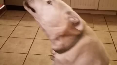 Talkingfunny Dog Engages In Hilarious Conversation