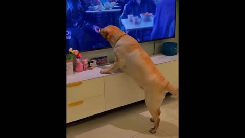 Best Funniest Animals Videos 2023 🐧 - Try Not To Laugh Dogs And Cats 😁
