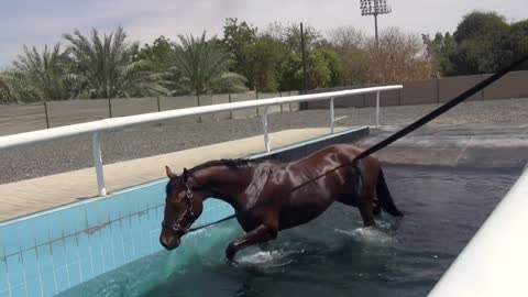 How to swim horse ..see in this video 🤩😍♥️🔥
