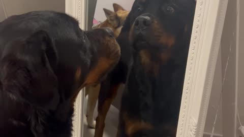 Who's That Dog in the Mirror?